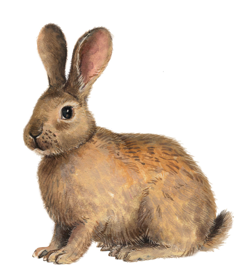 Osterhase, Kaninchen – Grafik von Lisa Manneh Ist der Osterhase ein Kaninchen? Jagdfakten.at informiert.
