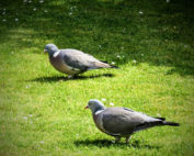 Wildtauben: Ringeltaube - jagdfakten.at informiert