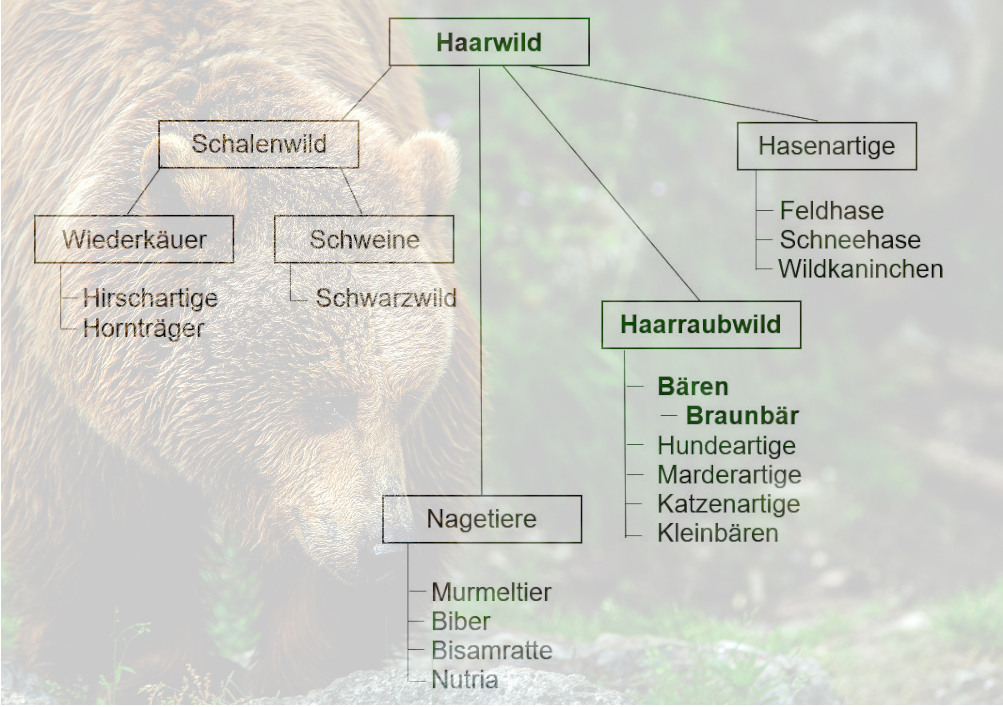 Bären, Haarraubwild, Jagdfakten.at
