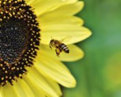 Internationaler Tag der Biene - Jagdfakten.at informiert