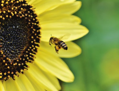 Bienen im Revier unterstützen