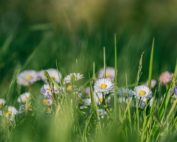 Lebensraum Feld & Wiese, Jagdfakten.at informiert
