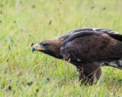 Steinadler, Jagdfakten.at informiert
