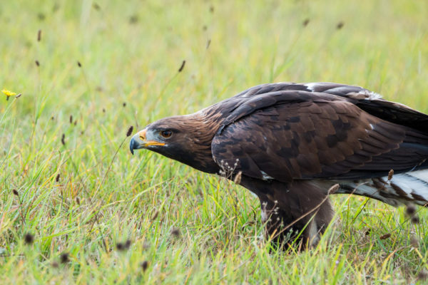 Adler, Jagdfakten.at informiert