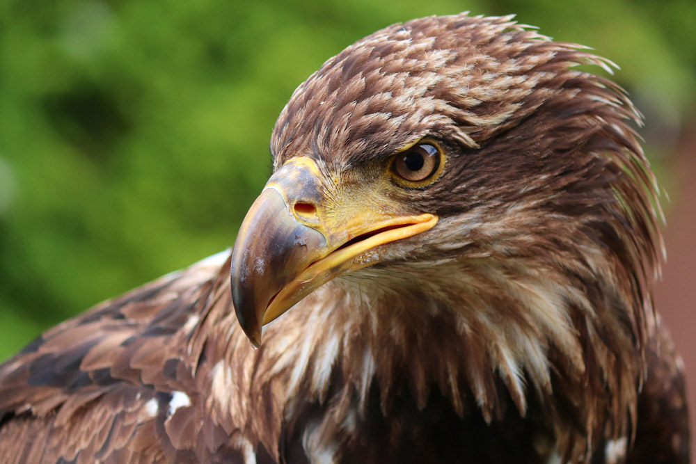 Weißkopfseeadler - Lebensraum, Brutzeit, Feinde, Ernährung und mehr