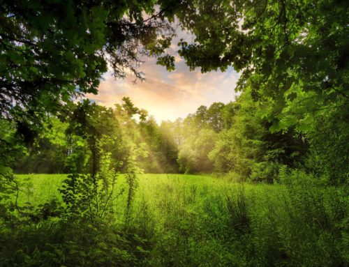 Biodiversität im Fokus