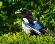 Steckbrief Elster, Jagdfakten.at informiert