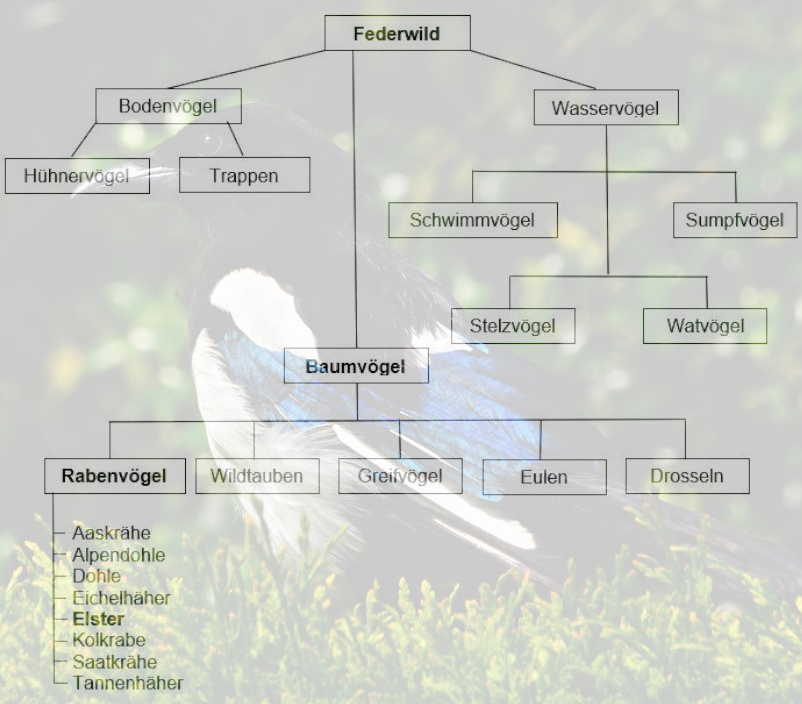 Elster_Tierfamilie_web Elster, Tierfamilie, Jagdfakten.at