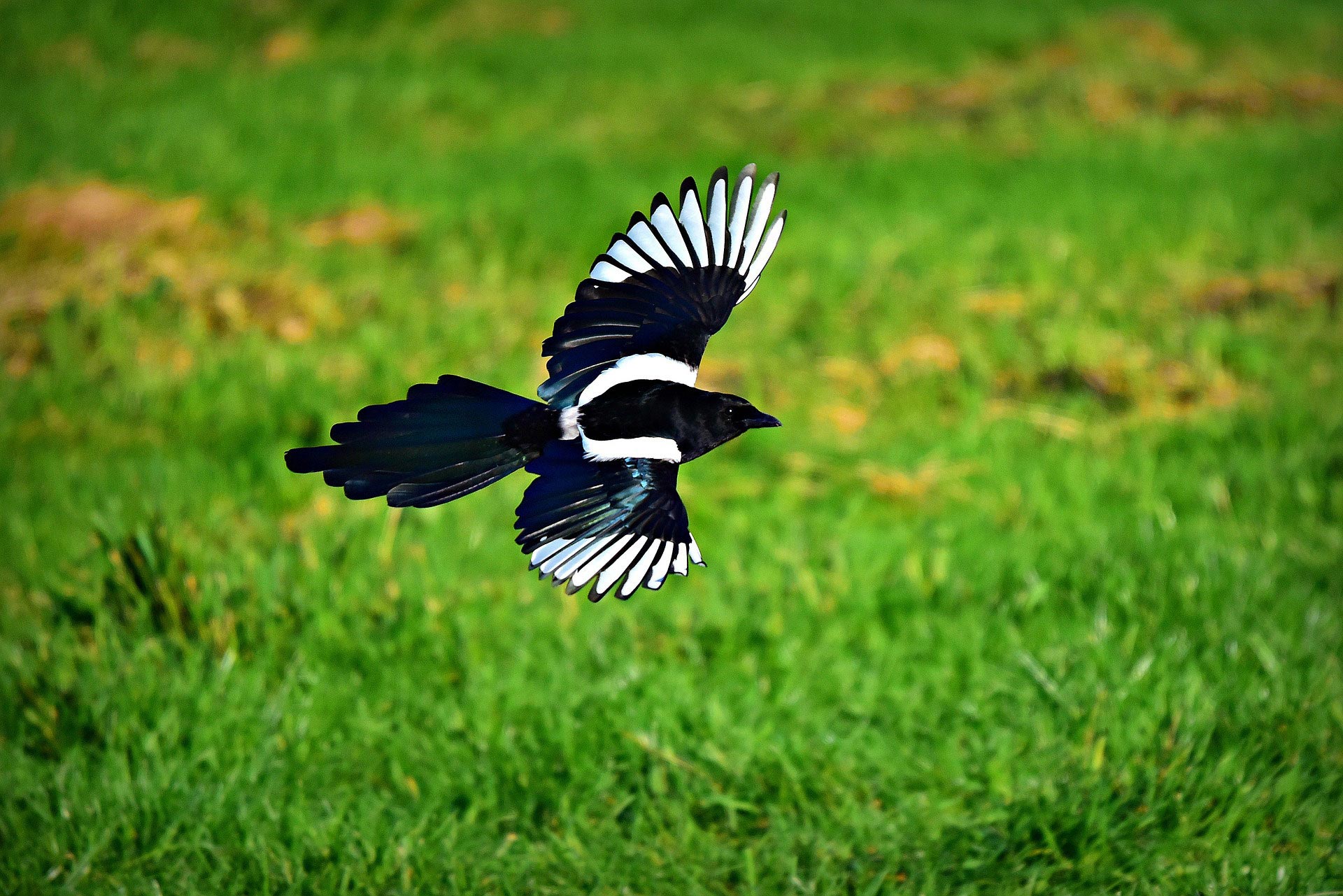 Elster im Flug, Jagdfakten.at Elster im Flug, Jagdfakten.at informiert