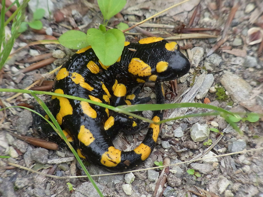 Salamander Feuersalamander Plüsch 29 cm schwarz 