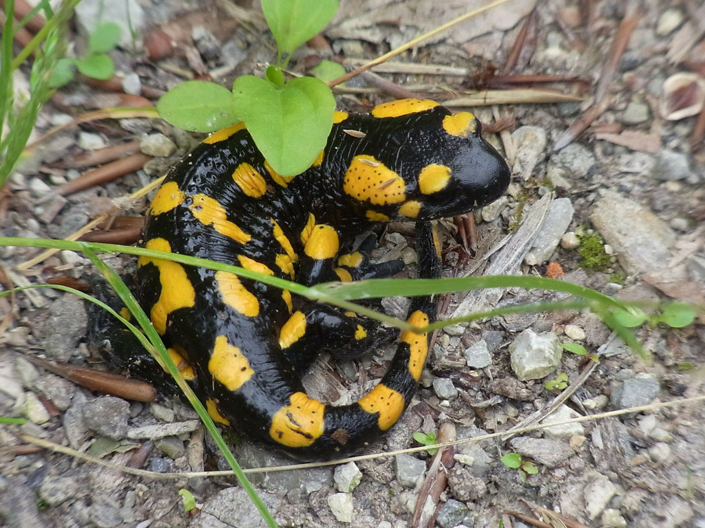 Lebensraum Feuersalamander, Jagdfakten.at