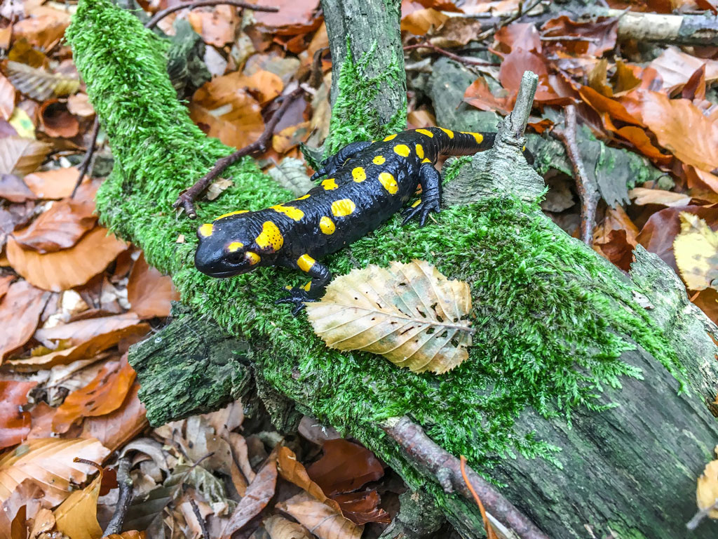 Feuersalamander - ein kurzer Steckbrief, Jagdfakten.at informiert