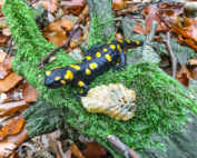 Feuersalamander, Steckbrief, Jagdfakten.at informiert