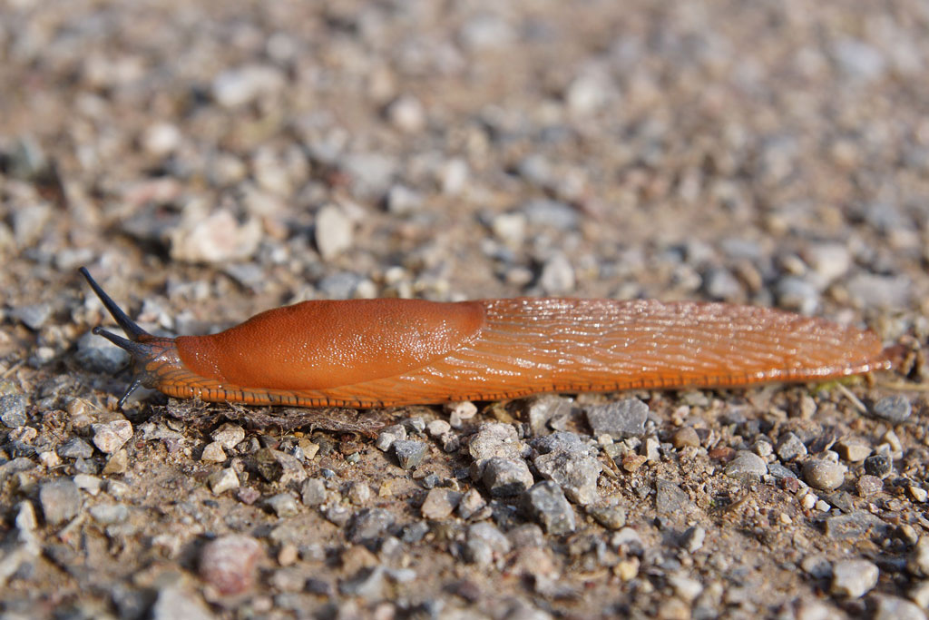 Nacktschnecke, Jagdfakten.at