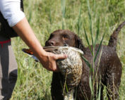 Der Jagdhund, Erntedank - Jagdfakten.at informiert