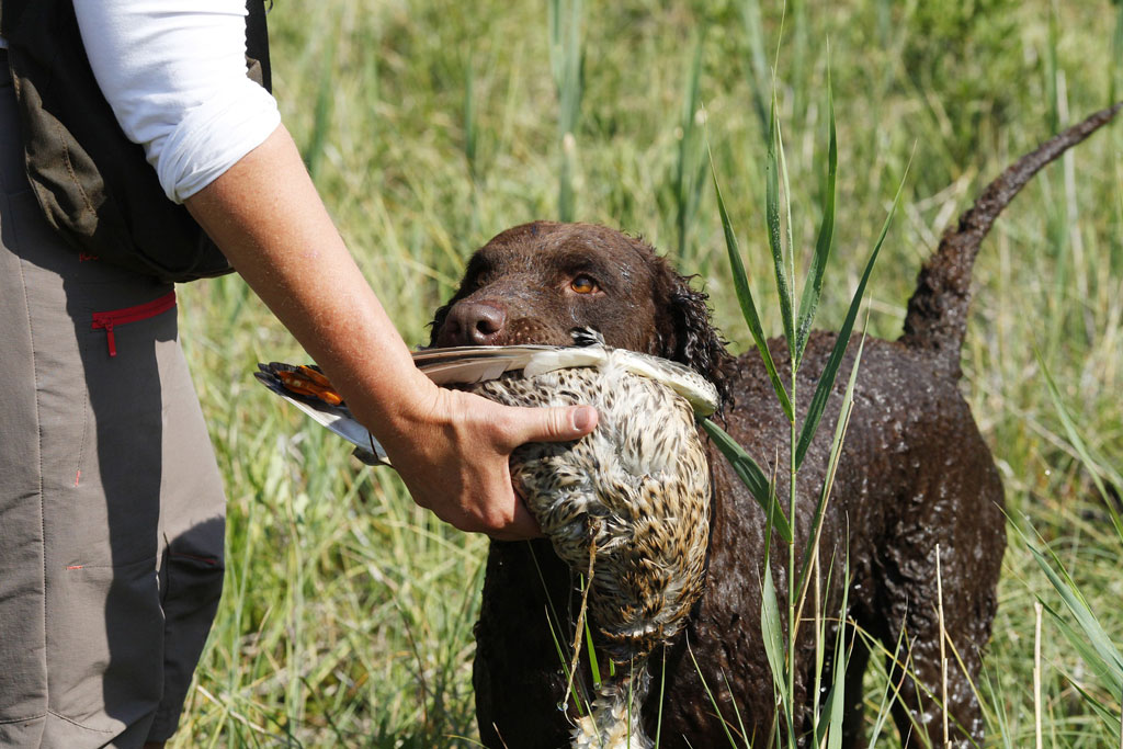 Der Jagdhund, Erntedank - Jagdfakten.at informiert