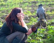 Beizjagd, Interview mit Falknerin Elisabeth Pfann-Irrgeher, Jagdfakten.at