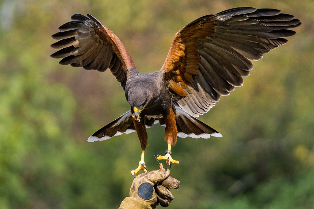 Buzzard, Jagdfakten.at