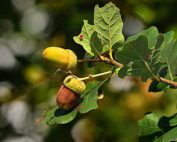 Eicheln, Eiche, Jagdfakten.at informiert