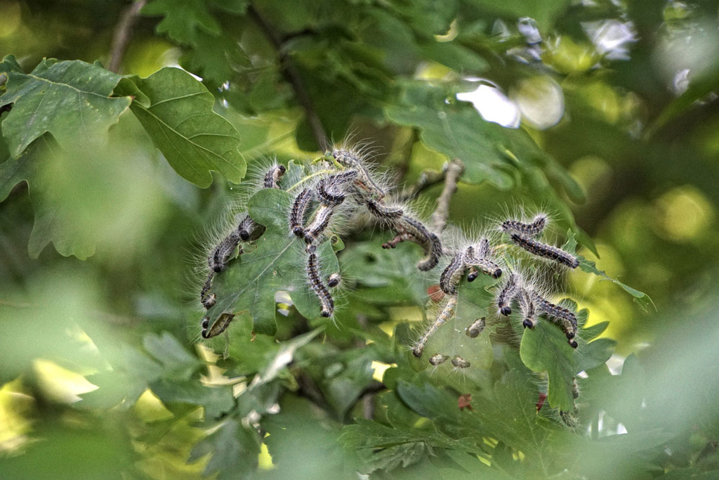 Eichenprozessionsspinner, jagdfakten.at