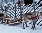 Rentier im Schlitten, Lapland, Jagdfakten.at informiert