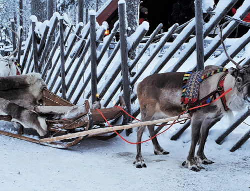 Rentier Rudolph ist weiblich