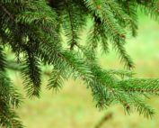Fichtennadeln, Jagdfakten.at informiert