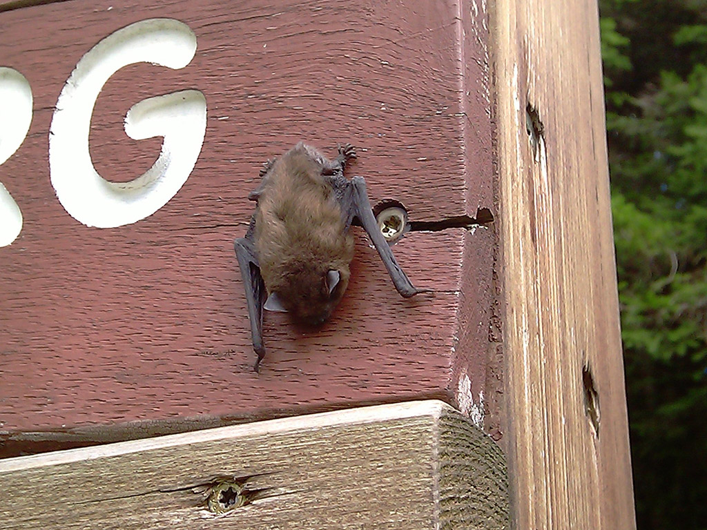 Fledermaus auf Holzmauer, Jagdfakten.at Steckbrief Fledermaus, Jagdfakten.at informiert