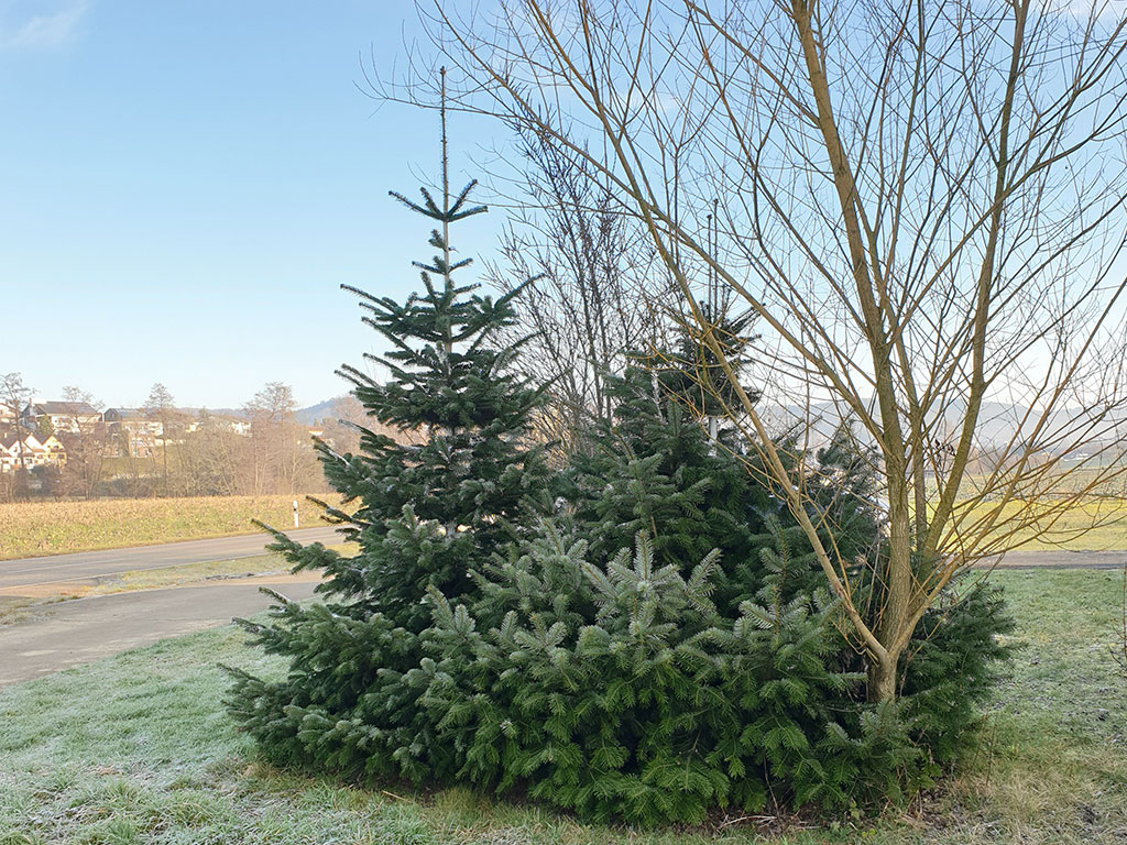 Nordmanntanne, Tannenbaum, Jagdfakten.at informiert