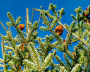 Steckbrief Tanne, Jagdfakten.at informiert
