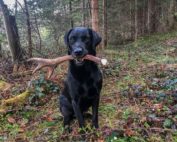 Retriever, Stangensuchen, Jagdfakten.at