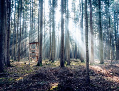 Jagdprüfung & Jagdkarte: Was man wissen muss