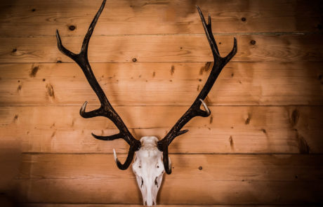Trophäenkult & Hegeschau, Jagdfakten.at informiert