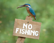 Wilderei ist kein Kavaliersdelikt - Jagdfakten.at informiert