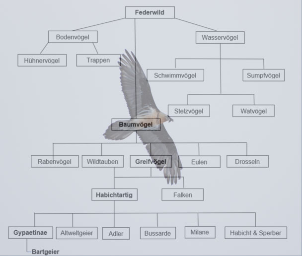 Bartgeier_Jagdfakten.at_2