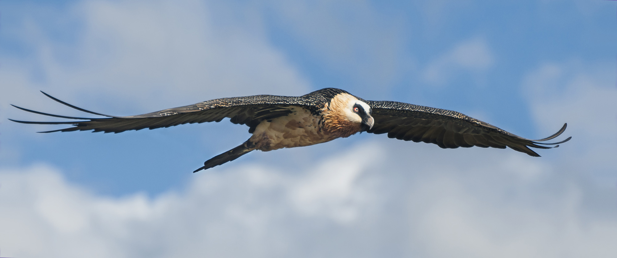 Bartgeier_Jagdfakten_Shutterstock Bartgeier Flügelspannweite bis 3 Meter - Jagdfakten.at informiert