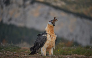 Was frisst ein Bartgeier - Jagdfakten.at informiert
