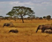 Elefanten, Serengeti, Nachhaltiger Jagdtourismus: Jagdfakten.at informiert