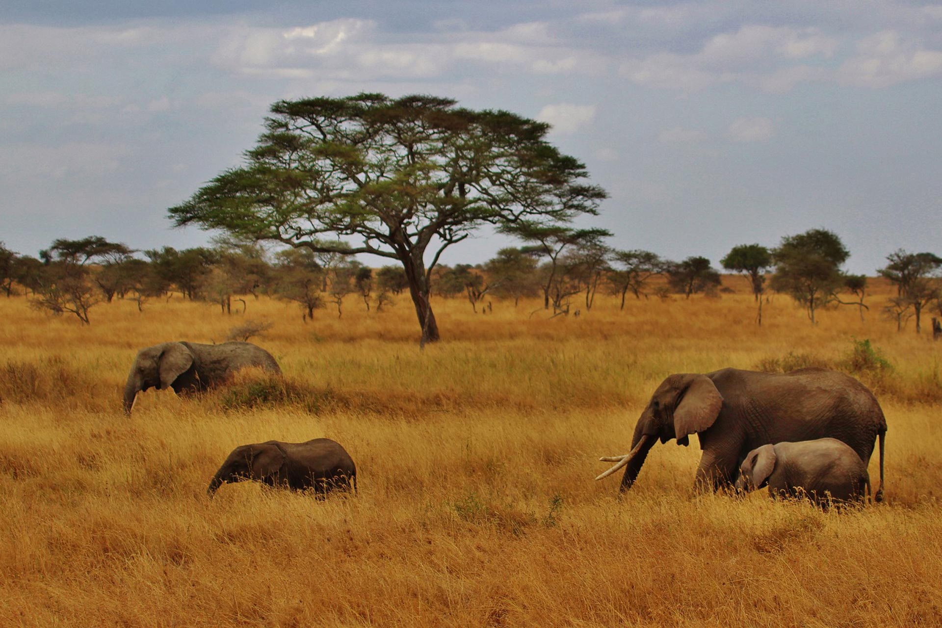 Elefanten, Serengeti, Nachhaltiger Jagdtourismus: Jagdfakten.at informiert
