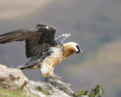 Bartgeier - ein kurzer Steckbrief, Jagdfakten.at informiert