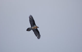 Die Könige der Lüfte: Bartgeier, Jagdfakten.at informiert