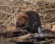 Biber - ein kurzer Steckbrief, Jagdfakten.at informiert