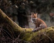Warum der Fuchs kein Haustier ist - Jagdfakten.at informiert