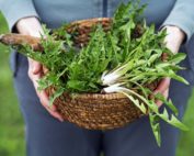 Kräuter Kulinarik: Jagdfakten.at informiert