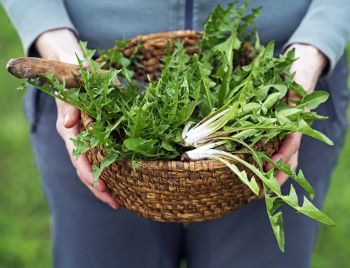 Kräuter: Kulinarik aus dem Wald und von der Wiese