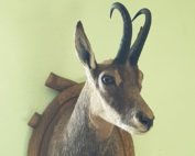 Tierpraeparator - Jagdfakten.at informiert