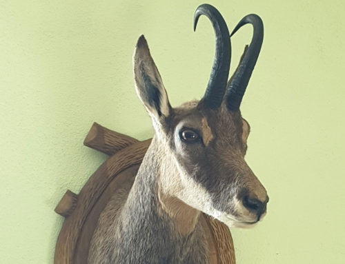 Lang lebe das Wild: Zu Besuch beim Tierpräparator