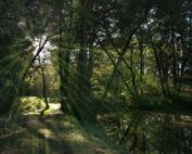 Wald in klimatischen Veränderungen: Jagdfakten.at informiert