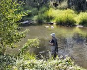 Schwarz fischen: Warum der Mensch nicht der schlimmste Schwarzfischer ist - Jagdfakten.at informiert