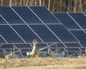 Erneuerbare Energie tiergerecht, geht das? Jagdfakten.at informiert
